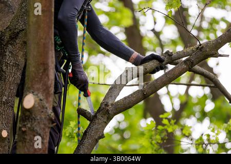 Symbolfoto zum Thema Baumpflege. Ein Mann aufgenommen bei der Baumpflege in Berlin, 23.04.2025. Berlin Deutschland *** symbolisches Foto zum Thema o Stockfoto