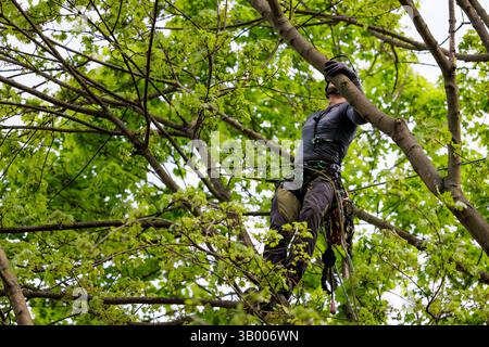 Symbolfoto zum Thema Baumpflege. Ein Mann aufgenommen bei der Baumpflege in Berlin, 23.04.2025. Berlin Deutschland *** symbolisches Foto zum Thema o Stockfoto