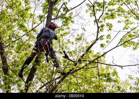 Symbolfoto zum Thema Baumpflege. Ein Mann aufgenommen bei der Baumpflege in Berlin, 23.04.2025. Berlin Deutschland *** symbolisches Foto zum Thema o Stockfoto