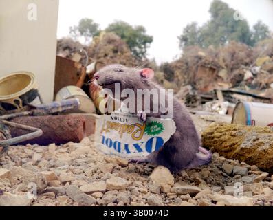 Januar 2007 - K51214ES." CHARLOTTE'S WEB ''. TV-FILM-STILL. 2006. Steve Buscemi spricht Templeton (im Bild) im Ã’CharlotteÃs Web. (Kreditbild: © Globe Photos/ZUMApress.com) Stockfoto