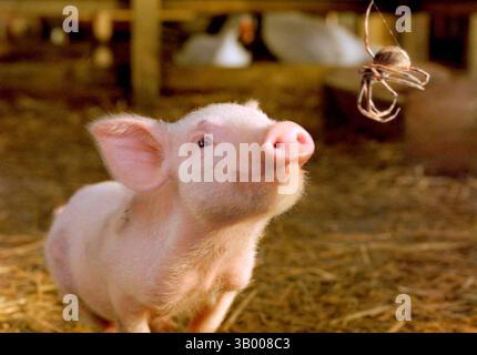 Januar 2007 - K51214ES." CHARLOTTE'S WEB ''. TV-FILM-STILL. 2006.Dominic Scott Kay stimmt Wilbur (links) und Julia Roberts (rechts) Charlotte im Ã’CharlotteÃs Web. (Kreditbild: © Globe Photos/ZUMApress.com) Stockfoto