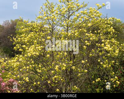 Harter Laubbaum, Magnolie 'Lois' in voller Frühlingsblume Stockfoto