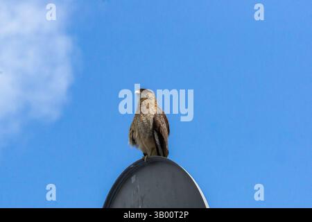 Chimango Caracara Milvago Chimango thront auf einem Wegweiser in der chilenischen Landschaft bei natürlichem Tageslicht Stockfoto