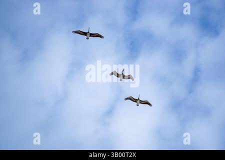 Eine Schar von Pelecanus thagus Chilenischen Pelicans in Mid Flight Against a Clear Blue Sky in Südamerika für Wildtiere und Vogelbeobachtungsfotografien Stockfoto