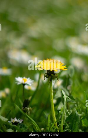 Löwenzahn und Gänseblümchen auf einer frischen grünen Frühlingswiese Stockfoto