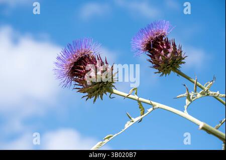 Artischockendistel - Cynara cardunkulus Stockfoto