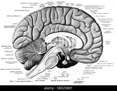 Das Menschliche Gehirn. Illustration aus 'Atlas und Textbuch der menschlichen Anatomie Band III Gefäßsystem, Lymphsystem, Nervensystem und Sinnesorgane' von Dr. Johannes Sobotta, 1908 Stockfoto