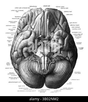 Das menschliche Gehirn von unten betrachtet. Illustration aus 'Atlas und Textbuch der menschlichen Anatomie Band III Gefäßsystem, Lymphsystem, Nervensystem und Sinnesorgane' von Dr. Johannes Sobotta, 1908. Stockfoto