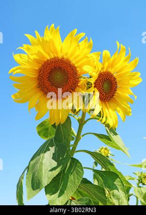 Zwei leuchtende gelbe Sonnenblumen blühen im Sonnenfeld Stockfoto
