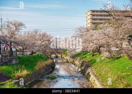 In Nara, Japan, blühen im Frühling am Abend Kirschblüten oder Sakura-Baum, die entlang des Kanals blühen Stockfoto
