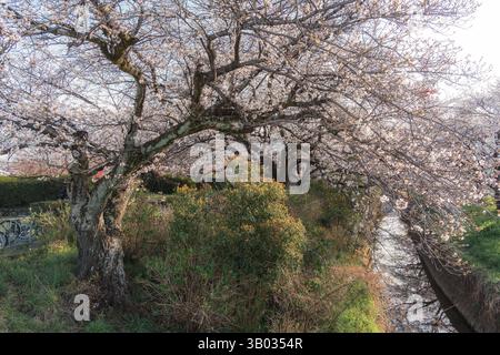 In Nara, Japan, blühen im Frühling Kirschblüten oder Sakura-Bäume entlang des Kanals Stockfoto