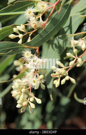 Nahaufnahme der Blüten und Knospen von Pink Gum (Eucalyptus fasciculosa), South Australia Stockfoto