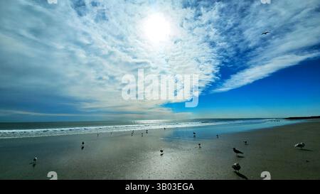 Ruhige Strandszene mit Möwen unter einem hellen Himmel. Ein ruhiger Strand mit sanften Wellen und verstreuten Möwen auf dem Sand, vor einem hellen Himmel Stockfoto