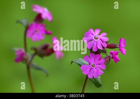 Rote campion / rote Fliege (Silene dioica / Melandrium rubrum) in der Blüte im Frühjahr Stockfoto