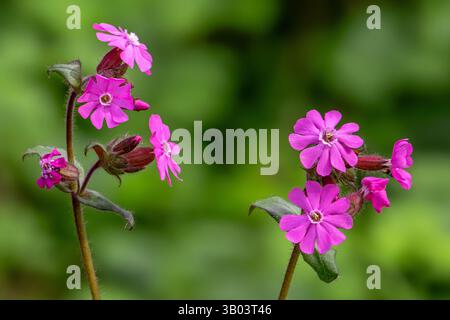Rote campion / rote Fliege (Silene dioica / Melandrium rubrum) in der Blüte im Frühjahr Stockfoto