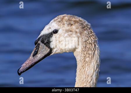 Stummer Schwan (Cygnus olor) Nahaufnahme des Schwimmens von Jugendlichen im Teich im Frühjahr Stockfoto