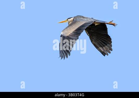 Graureiher (Ardea cinerea), Erwachsener im Zuchtgefieder, der im Frühjahr gegen den blauen Himmel fliegt Stockfoto