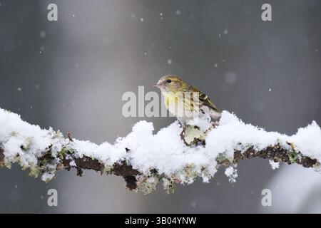 Eurasisches Sisskin (Spinus spinus) Weibchen im Schnee sitzend auf einem Ast im Frühjahr. Stockfoto