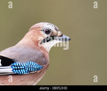 Eurasian jay (Garrulus glandarius) Nahaufnahme im Winter. Stockfoto