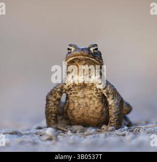 Gewöhnliche Kröte, europäische Kröte oder eine Kröte (Bufo bufo), die im Frühjahr auf einer Feldstraße sitzt. Stockfoto