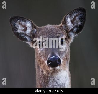 Weißschwanzhirsche (Odocoileus virginianus) weibliche Nahaufnahme im Frühjahr. Stockfoto