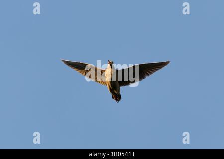 Eurasischer Holzhahn (Scolopax rusticola) fliegt im Sommer am Himmel. Stockfoto