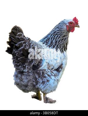 Isolierte Schwarzweiß-Brahma-Henne - Dreiviertelansicht Stockfoto