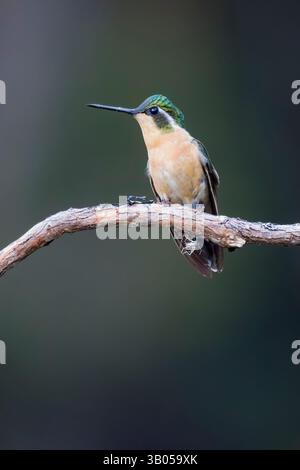 Weibliches Weißkehlchen-Bergjuwel in Costa Rica Stockfoto