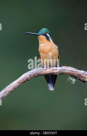 Weibliches Weißkehlchen-Bergjuwel in Costa Rica Stockfoto