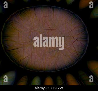Eine abstrakte Komposition mit einer zentralen ovalen Form, umgeben von zarten, komplizierten Linien und Farben, die nach außen strahlen und eine faszinierende Textur und Tiefe erzeugen. Ein kreisförmiges Design mit einer zentralen Scheibe, umgeben von langen, spitzen Formen, die einen auffälligen Kontrast mit komplizierten Texturen und einem mehrschichtigen Erscheinungsbild schaffen. Klassische Kunst mit einem modernen Twist von Artotop, transformierte assyrische und persische Ornamente, klassische Kunst mit einem modernen Twist von Artotop Stockfoto