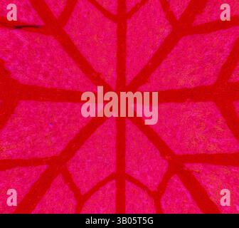 Ein lebendiges, abstraktes Muster mit kräftigen rosa Tönen und sich kreuzenden Linien, das ein auffälliges geometrisches Design schafft, das an ein Spinnennetz erinnert. Ein lebendiges, kreisförmiges Design mit einem Netzwerk aus komplizierten, spinnennetzartigen Mustern in Rosa- und Rottönen vor einem sauberen weißen Hintergrund. Klassische Kunst mit modernem Touch, neu interpretiert von Artotop, transformiertes Persisches Ornament, Klassische Kunst mit modernem Touch, neu interpretiert von Artotop Stockfoto