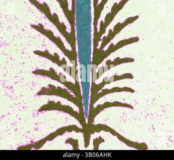 Eine auffällige abstrakte Darstellung mit einer zentralen vertikalen Linie, flankiert von symmetrischen, lang gestreckten, blattartigen Mustern, die in rhythmischer Form nach außen ausstrahlen. Die Kontrastfarben unterstreichen die komplexen Details und schaffen eine optisch ansprechende Komposition. Ein lebendiges Kreismuster mit komplexen Blumenmustern und federnden Motiven in Violett- und Grüntönen, symmetrisch vor hellem Hintergrund angeordnet. Klassische Kunst mit modernem Touch, neu interpretiert von Artotop, transformiertes Renaissance Ornament, Klassische Kunst mit modernem Touch, neu interpretiert von Artotop Stockfoto
