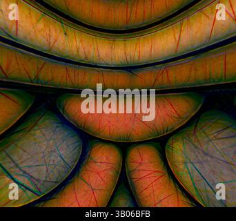 Ein kompliziertes Muster aus gekrümmten Formen und lebendigen Linien schafft eine faszinierende geometrische Komposition, die ein Gefühl organischer Textur und Tiefe weckt. Ein kreisförmiges abstraktes Design mit mehrschichtigen, strukturierten Formen, die organischen Formen ähneln, mit einer Mischung aus Kurven und Linien, die eine visuell fesselnde Komposition schaffen. Das Zusammenspiel der Farben verleiht der Gesamtform Tiefe und Intrige. Klassische Kunst mit modernem Touch, neu interpretiert von Artotop, transformiertes Renaissance Ornament, Klassische Kunst mit modernem Touch, neu interpretiert von Artotop Stockfoto