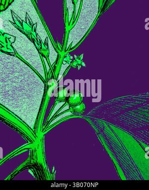 Eine leuchtend grüne botanische Illustration zeigt zarte Blätter und kleine Knospen, die vor einem kräftigen violetten Hintergrund stehen und einen auffälligen Kontrast bilden, der die komplizierten Details der Pflanze hervorhebt., Eine lebendig grüne Pflanze mit zarten Blättern und kleinen Knospen hebt sich vor einem auffälligen violetten Hintergrund hervor und zeigt die Schönheit der Natur im Kontrast. Klassische Kunst mit einem modernen Twist von Artotop, verwandelte Rhamnus Frangula, Beerenerle, klassische Kunst mit einem modernen Twist von Artotop Stockfoto