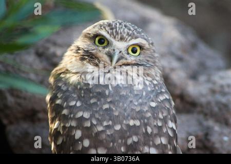 Dieses Foto zeigt eine mexikanische Grabeize aus dem Phoenix Zoo im Jahr 2015. Stockfoto