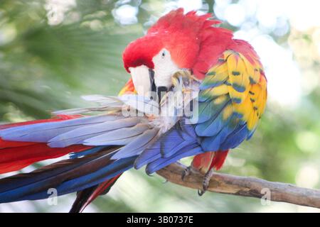 Dieses Foto zeigt einen Papagei im Phoenix Zoo im Jahr 2015. Stockfoto