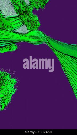 Eine lebendige, abstrakte Landschaft mit fließenden Linien und Formen in auffälligem Grün vor einem tiefvioletten Hintergrund, die Bewegung und Energie in einer stilisierten natürlichen Umgebung suggerieren. Abstrakte Darstellung einer grünen Pflanze mit detaillierten Texturen vor einem leuchtend violetten Hintergrund. Die Komposition hebt die ineinander verflochtenen Blätter und Knospen hervor und zeigt die komplizierte Schönheit der Natur. Klassische Kunst mit einem modernen Twist von Artotop, verwandelte Rumex Maritimus, Golden Dock, klassische Kunst mit einem modernen Twist von Artotop Stockfoto