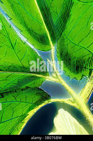 Ein Blick aus nächster Nähe auf leuchtend grüne Blätter zeigt komplexe Muster und Texturen, wobei Wassertropfen sanft auf der Oberfläche liegen und ihre natürliche Schönheit unterstreichen. Ein lebendiges grünes Feigenblatt liegt auf einem kontrastierenden dunklen Hintergrund und seine komplexen Adern und natürlichen Texturen. Die glänzende Oberfläche des Blattes reflektiert das Licht und verbessert seine lebendige Farbe. Klassische Kunst mit einem modernen Twist von Artotop, verwandelter Ulmus Montana, breitblättrige Ulme, klassische Kunst mit einem modernen Twist von Artotop Stockfoto