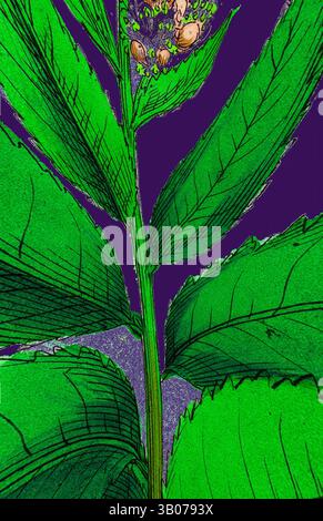 Aus nächster Nähe sehen Sie einen leuchtend grünen Pflanzenstamm mit detaillierten Blättern und einer Gruppe kleiner Knospen an der Spitze. Der Hintergrund zeigt eine kontrastreiche, tiefe Farbe, die die lebendigen Töne und die komplizierten Texturen der Pflanze unterstreicht. Eine leuchtend grüne Pflanze mit breiten Blättern, die oben zarte Blütenbündel vor einem satten violetten Hintergrund aufweist. Klassische Kunst mit modernem Touch, neu interpretiert von Artotop, verwandelte Spiraea Salicifolia, Weidenblättrige Spiraea, Klassische Kunst mit modernem Touch, neu interpretiert von Artotop Stockfoto