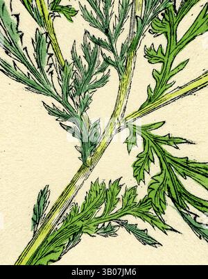 Eine detaillierte Illustration mit komplexen grünen Blättern mit fein geteilten Kanten, die die zarte Struktur und das lebendige Leben der Pflanze veranschaulichen. Eine detaillierte Illustration eines komplex strukturierten grünen, krautigen Stiels mit zarten, farnartigen Blättern vor einem weichen, neutralen Hintergrund. Klassische Kunst mit modernem Touch, neu gestaltet von Artotop, verwandelt Anthemis Arvensis Var. Anglica Corn Chamomile Var. B., Klassische Kunst mit modernem Touch, neu interpretiert von Artotop Stockfoto