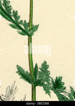 Ein zarter Stiel mit leuchtend grünen Blättern aus nächster Nähe zeigt komplizierte Details und Texturen, die die Schönheit der Natur hervorheben. Eine zarte Farnillustration mit aufwändig detaillierten Blättern, die sanfte Grüntöne mit subtilen künstlerischen Umrissen verbindet und die Eleganz des Designs der Natur unterstreicht. Klassische Kunst mit einem modernen Twist, neu interpretiert von Artotop, verwandelte Achillea Millefolium Common Yarrow, klassische Kunst mit einem modernen Twist, neu interpretiert von Artotop Stockfoto