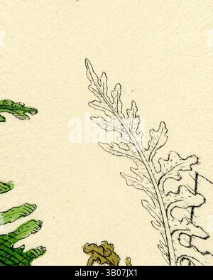 Eine detaillierte Illustration mit zarten Farnblättern, die komplexe Texturen und verschiedene Farbtöne zeigt und die Aufmerksamkeit auf die Eleganz der Natur lenkt., Eine zarte Komposition mit aufwändig detaillierten Farnblättern in verschiedenen Grüntönen und subtilen Umrissen anderer Blätter vor einem weichen, neutralen Hintergrund. Die harmonische Mischung aus botanischen Elementen schafft eine elegante und ruhige Atmosphäre. Klassische Kunst mit modernem Touch, neu interpretiert von Artotop, verwandelte Senecio Sylvaticus Var. Genuinus Groundsel Var. A., Klassische Kunst mit modernem Touch, neu interpretiert von Artotop Stockfoto