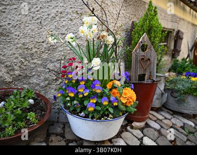 Ein wunderschönes Blumenarrangement in einer alten weißen Schüssel gefüllt mit bunten Stiefmütterchen oder Veilchen in lila, weiß und dunkel Flieder Stockfoto