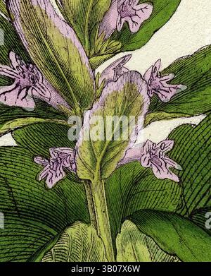 Eine detaillierte Illustration einer Pflanze mit üppigen grünen Blättern und zarten Lavendelblüten mit komplexen Texturen und Mustern. Eine detaillierte Illustration einer blühenden Pflanze mit leuchtenden lila Blüten und üppigen grünen Blättern, die die komplizierten Texturen des Laubs und der Blütenblätter vor einem weichen, neutralen Hintergrund zeigt. Klassische Kunst mit einem modernen Twist von Artotop, verwandelte Ajuga Pyramidalis Pyramidal Bugle, klassische Kunst mit einem modernen Twist von Artotop Stockfoto