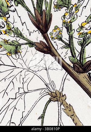 Eine detaillierte Illustration, die die komplizierten Merkmale einer Pflanze zeigt und deren blühende Blüten und markante Blätter hervorhebt. Die zarten Linien und dezenten Farben unterstreichen die natürliche Schönheit der botanischen Studie. Eine aufwändig illustrierte botanische Komposition mit zarten Blumen, Blättern und Beeren, die die Schönheit der Details der Natur mit künstlerischem Flair zeigt. Klassische Kunst mit modernem Touch, die von Artotop neu interpretiert wurde, das verwandelte Ribes rubrum Var. Smithianum Rote Johannisbeere Var. Y., Klassische Kunst mit modernem Touch, neu gestaltet von Artotop Stockfoto