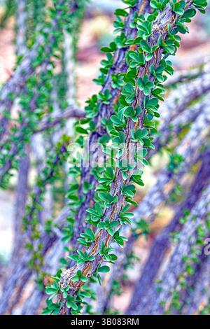 Ocotillo bringt seine Blätter im Frühling im Anza Borrego Desert State Park in Kalifornien Stockfoto