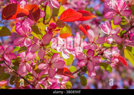 Blühender rosafarbener Apfelbaum aus nächster Nähe im Frühlingsgarten. Nahaufnahme von rosa Blumen auf einem Baum. Frühling Hintergrund. Stockfoto