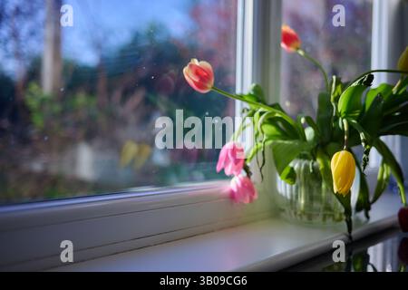 Leicht verwelkte und herabhängende Blumen in einer Vase auf einer Fensterbank mit niedrigem Sonnenhintergrund Stockfoto