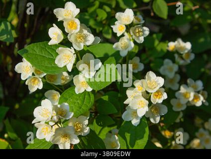 Wunderschöne weiß blühende Mock-orange Blumen von Celinda (Philadelphus coronarius) im Garten. Natürlicher Hintergrund. Stockfoto