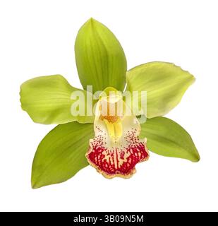 Grüne Cymbidium Orchideenblume isoliert auf weißem Hintergrund mit Beschneidungspfad. Blumendesign für Karten, Einladungen, Poster. Stockfoto